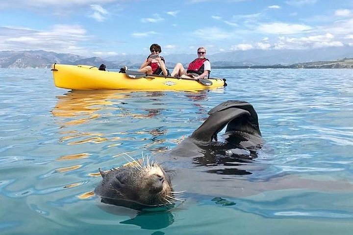 NZ Fur Seal with kayaker 